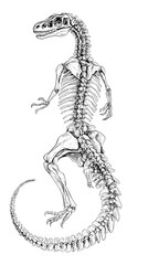 Fototapeta premium Detailed anatomical drawing of a dinosaur skeleton viewed from the back showcasing its intricate bone structure and spinal column.