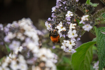 Native, orange bee feeding from clusters of flowers in the garden at an ecolodge near Cotopaxi National Park, in Cotopaxi, Ecuador
