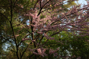 Morning spring forest. Nature photo.