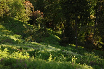 Morning spring forest. Nature photo.