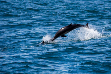 Fototapeta premium Ile de Vancouver Canada