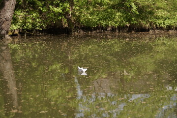 heron in the pond