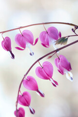 Wiosenne kwiaty - Serduszka okazała, zbliżenie. © mycatherina