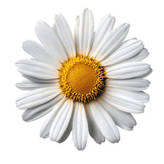 A single daisy flower with white petals and a yellow center. The flower is in full bloom, showcasing its delicate details.