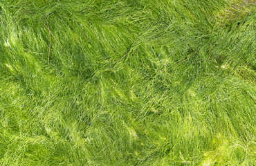 Close-up green algae covered granite boulder on the beach