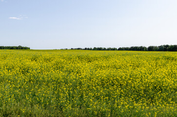 Fototapeta premium Rapeseed bloom in the countryside. Scenic agricultural landscape in spring, symbolizing farming, crop cultivation, and rural beauty.
