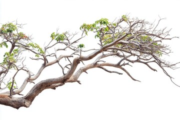 Fototapeta premium A solitary tree branch with sparse leaves against a white background, symbolizing resilience