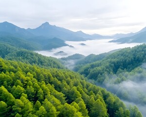 Lush green mountain valley shrouded in morning mist, creating a serene and picturesque landscape