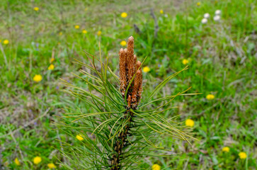 Fototapeta premium Young pine shoots growing in spring. Growing pine trees in a nursery for sale.