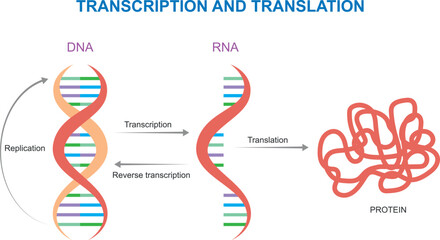 Biology. Helix genetic structure. Scientific biological model DNA and RNA transcription and translation vector illustration isolated on white background. Vector illustration.