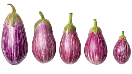 Five eggplants of varying sizes isolated on white transparent background