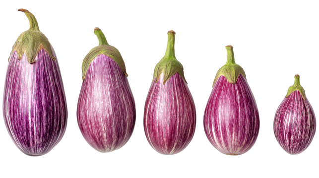 Five eggplants of varying sizes isolated on white transparent background