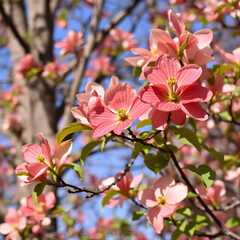 Obraz premium dogwood tree