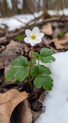 A white flower is growing in the snow. The flower is surrounded by brown leaves and snow. Concept of beauty and resilience in the midst of harsh winter conditions