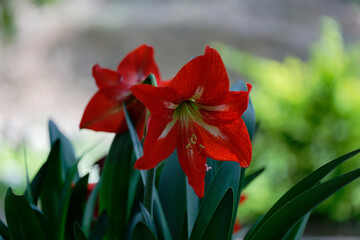 Amaryllis