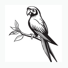 vector illustration of a parrot