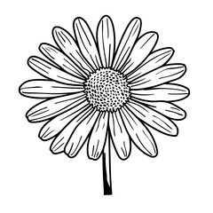 white flower on black background, flower, daisy, nature, isolated, white, plant, gerbera, summer, beauty, flowers, blossom, spring, bloom, pink, camomile, macro, flora, petal, chamomile, floral, yello