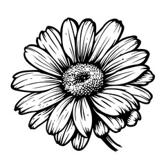 white flower on black background, flower, daisy, nature, isolated, white, plant, gerbera, summer, beauty, flowers, blossom, spring, bloom, pink, camomile, macro, flora, petal, chamomile, floral, yello