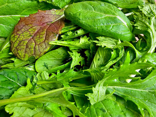 Close-up of fresh green arugula salad leaves as background