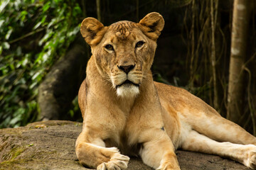 Obraz premium lion in the zoo