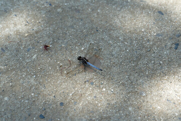 dragonfly on the stone