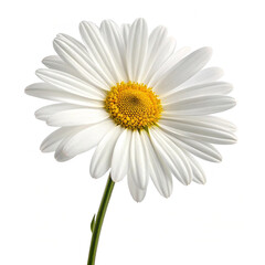 Fototapeta premium White daisy flower on white background
