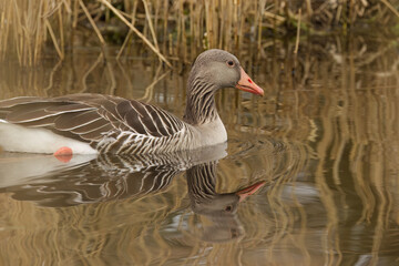 anser anser between twigs, cute greylag goose on the pond, slightly grooved water surface, goose reflected in the pond, light waves, brown reeds