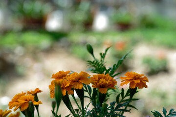 marigold