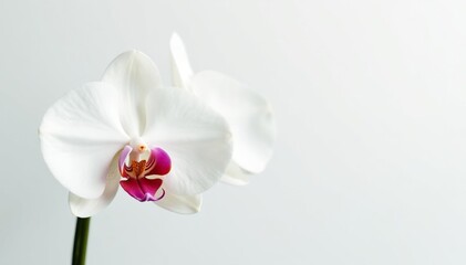 Obraz premium Delicate white orchid blossom on pure white background, clean, studio, natural