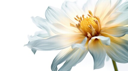 A beautiful and the colorful flower , flower  on the white background 