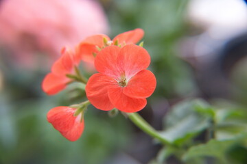 Geranium Zonal, Pelargonium hortorum with red flowers	
