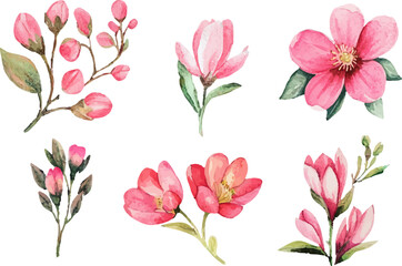 set of pink flowers