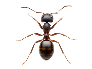 Fototapeta premium ant isolated on white background