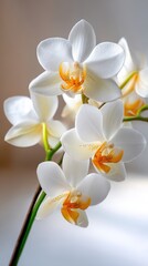 Fototapeta premium Elegant white orchids in soft natural light.