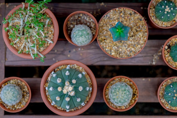 Various Beautiful cactus plants. 