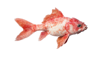 Vivid Red and White Koi Fish Isolated on Transparent Background