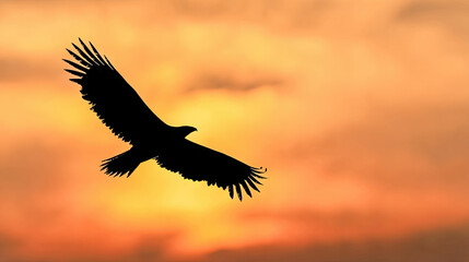 Fototapeta premium Majestic Eagle Silhouette at Sunset Freedom Nature and Wildlife Photography
