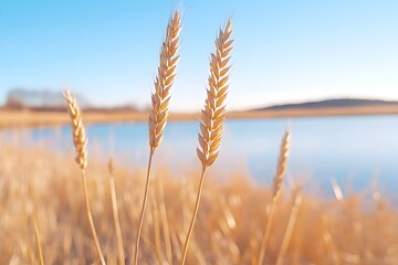 Fototapeta premium Golden wheat stalks stand tall near calm water under a clear blue sky