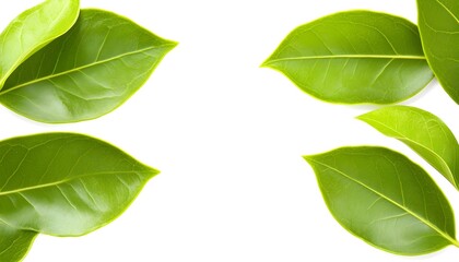 Vibrant green leaves arranged symmetrically against a white backdrop, creating a natural frame