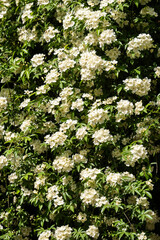 magnolia flowers in full bloom in spring