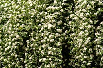 magnolia flowers in full bloom in spring