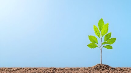 A vibrant green sapling sprouts from dark soil against a serene light-blue backdrop
