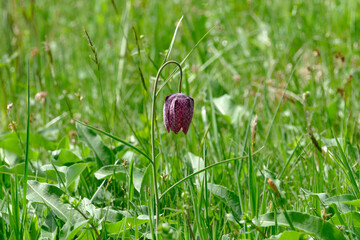 Wilde Schachbrettblumen im Naturschutzgebiet