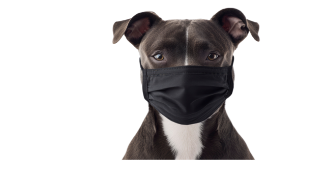 Dog Wearing a Black Face Mask - Pandemic Pet Portrait