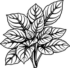 Lush Green Calathea Plant Illustration Displaying Veined Leaves And Multiple Stems