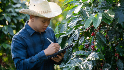 Smart farmer using laptop in green coffee farm sustainable quality control agriculture technology Harvest coffee bean ripe Red berries typing laptop computer check quality control plant coffee tree.