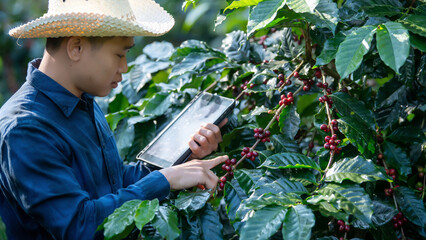 Smart farmer using laptop in green coffee farm sustainable quality control agriculture technology Harvest coffee bean ripe Red berries typing laptop computer check quality control plant coffee tree.
