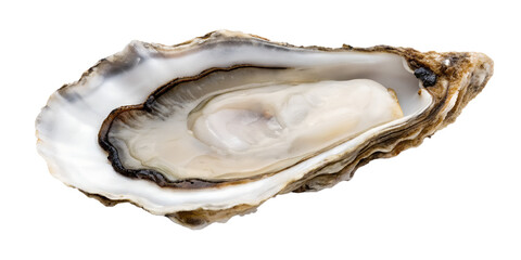 Oyster shell with pearl isolated on transparent background