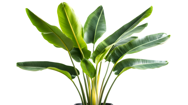 Stunning Potted Banana Plant on White Background for Interior Design and Botanical Concepts