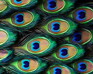 Obraz premium Close-up image of peacock feathers arranged in pattern